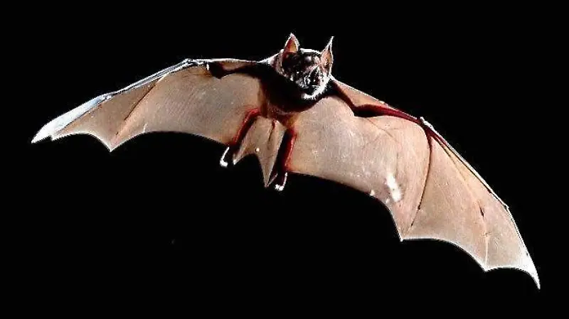 Murciélago nariz lanza mayor Selva Lacandona